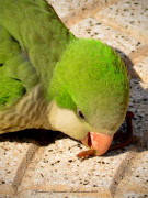 Cotorra/Monk Parakeet