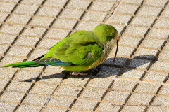 Cotorra/Monk Parakeet