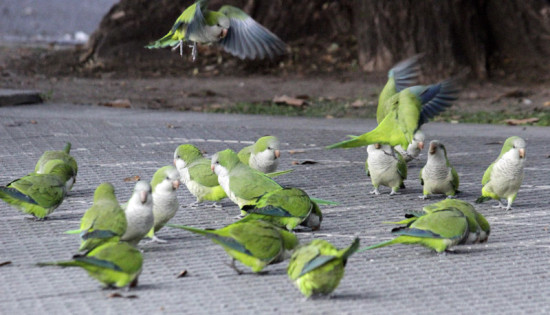 Cotorra/Monk Parakeet