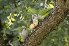 Cotorra/Monk Parakeet