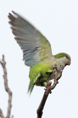 Cotorra/Monk Parakeet