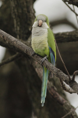 Cotorra/Monk Parakeet