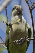 Cotorra/Monk Parakeet