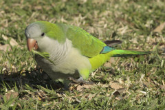 Cotorra/Monk Parakeet