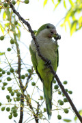 Cotorra/Monk Parakeet