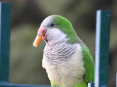 Cotorra/Monk Parakeet