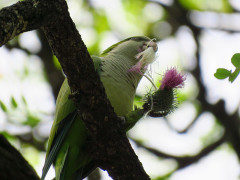 Cotorra/Monk Parakeet