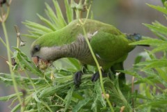 Cotorra/Monk Parakeet