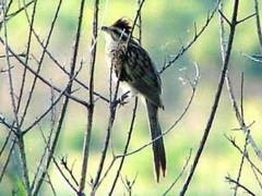 Crespín/Striped Cuckoo