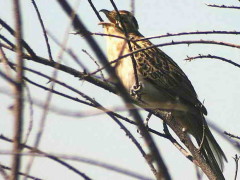 Crespín/Striped Cuckoo