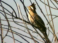 Crespín/Striped Cuckoo