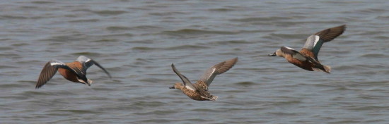 Pato cuchara/Red shoveler