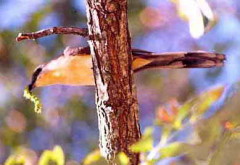 Cuclillo canela/Dark-billed Cuckoo