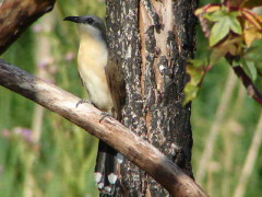 Cuclillo canela/Dark-billed Cuckoo