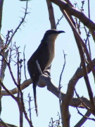 Cuclillo canela/Dark-billed Cuckoo