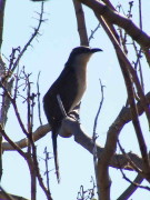 Cuclillo canela/Dark-billed Cuckoo