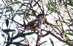 Cuclillo canela/Dark-billed Cuckoo