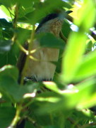 Cuclillo canela/Dark-billed Cuckoo