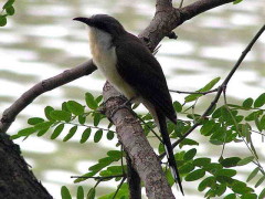 Cuclillo canela/Dark-billed Cuckoo