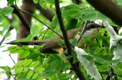 Cuclillo canela/Dark-billed Cuckoo