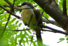 Cuclillo canela/Dark-billed Cuckoo