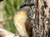 Cuclillo canela/Dark-billed Cuckoo