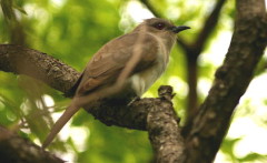 Cuclillo chico/Ash-coloured Cuckoo