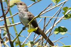 Cuclillo chico/Ash-coloured Cuckoo