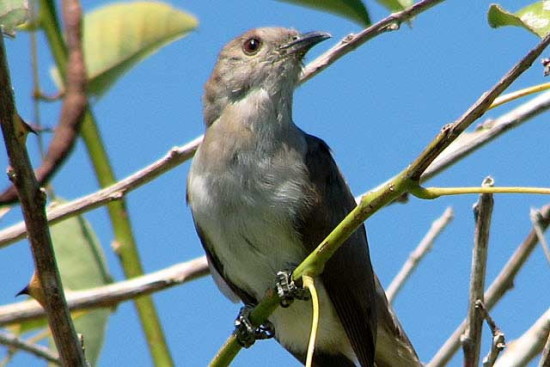 Cuclillo chico/Ash-coloured Cuckoo