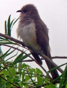 Cuclillo chico/Ash-coloured Cuckoo