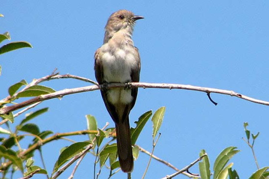 Cuclillo chico/Ash-coloured Cuckoo