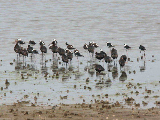 Cuervillo de cañada/White-faced Ibis