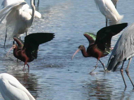 Cuervillo de cañada/White-faced Ibis