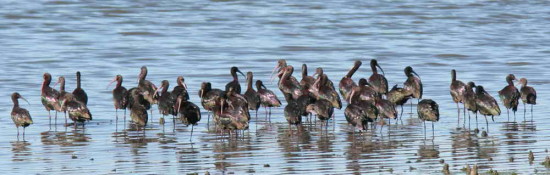 Cuervillo de cañada/White-faced Ibis