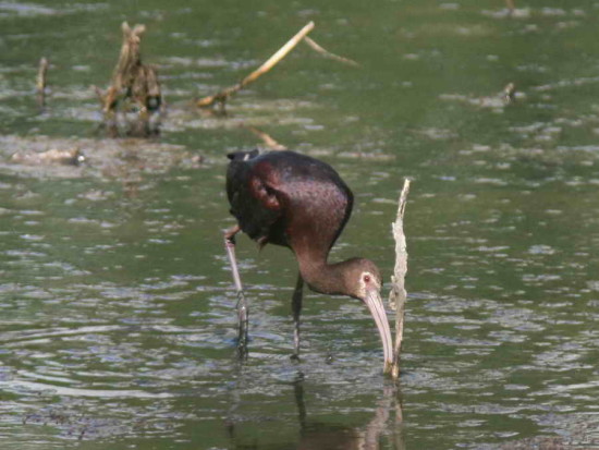 Cuervillo de cañada/White-faced Ibis