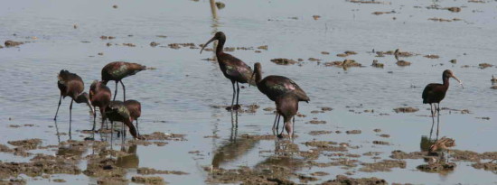 Cuervillo de cañada/White-faced Ibis