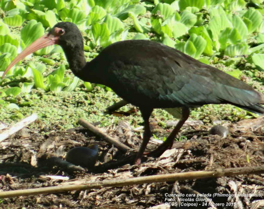 Cuervillo cara pelada/Bare-faced Ibis