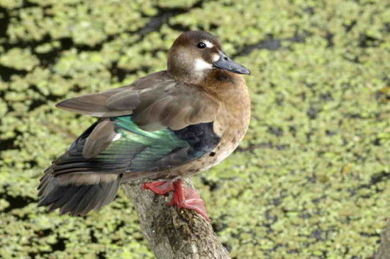 Pato cutirí/Brazilian Teal