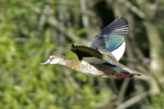 Pato cutirí/Brazilian Teal