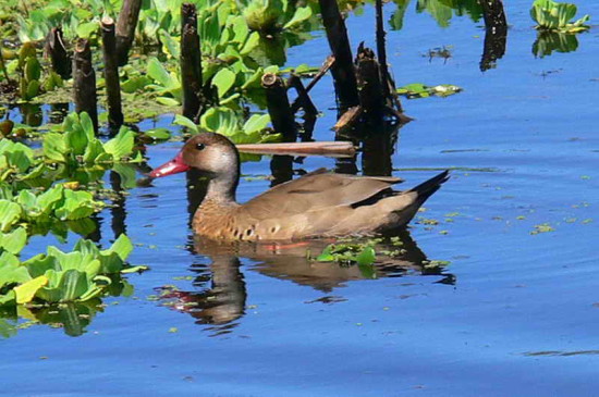 Pato cutirí/Brazilian Teal