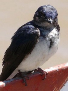 Golondrina doméstica/Gray-breasted Martin