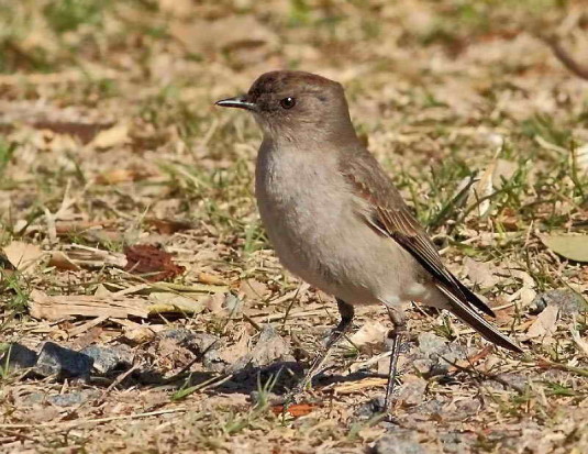 Dormilona-cara-negra/Dark-faced Ground-Tyrant