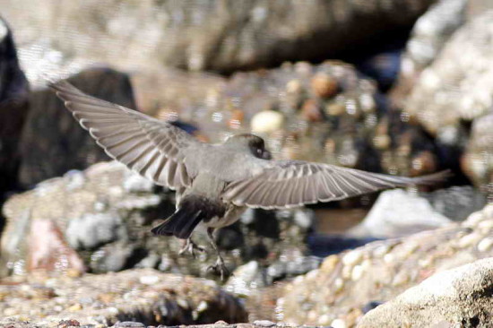 Dormilona-cara-negra/Dark-faced Ground-Tyrant