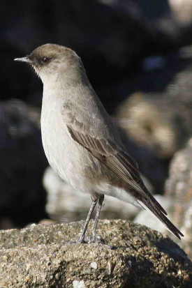 Dormilona-cara-negra/Dark-faced Ground-Tyrant