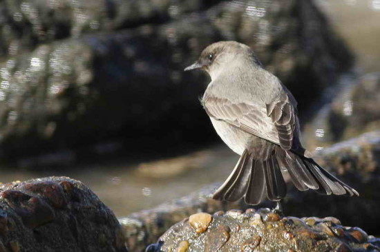 Dormilona-cara-negra/Dark-faced Ground-Tyrant