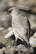 Dormilona cara negra/Dark-faced Ground-Tyrant