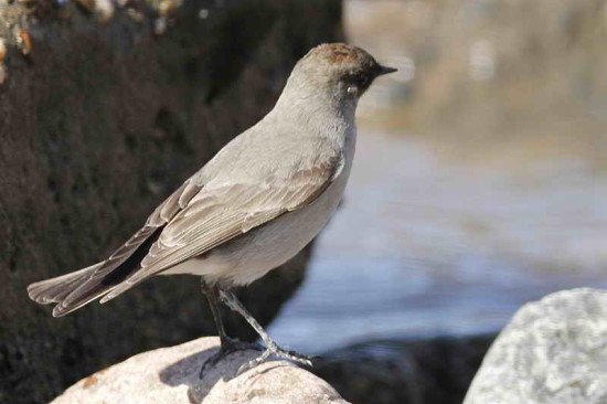 Dormilona-cara-negra/Dark-faced Ground-Tyrant