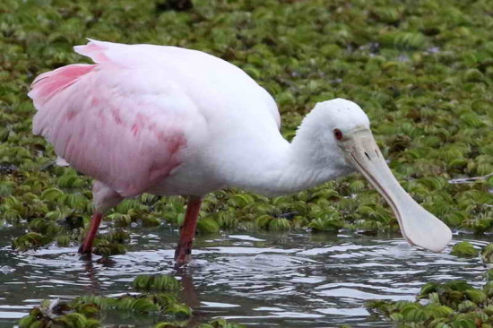 Espátula rosada/Roseate Spoonbill