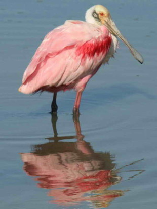 Espátula rosada/Roseate Spoonbill