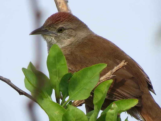 Espinero pecho manchado/Freckle-breasted Thornbird